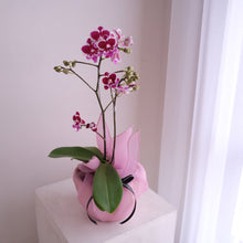 Load image into Gallery viewer, Orchid Sakura