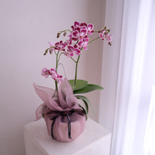 Load image into Gallery viewer, Orchid Sakura