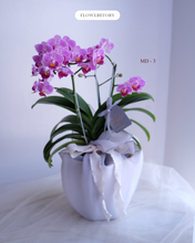 Load image into Gallery viewer, Orchid Sakura