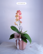Load image into Gallery viewer, Orchid Novelty