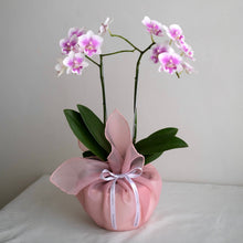 Load image into Gallery viewer, Orchid Sakura