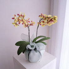 Load image into Gallery viewer, Orchid Sakura