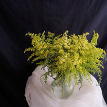 Load image into Gallery viewer, Solidago