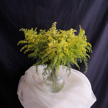 Load image into Gallery viewer, Solidago