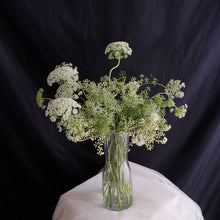 Load image into Gallery viewer, Ammimajus