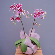 Load image into Gallery viewer, Orchid Sakura