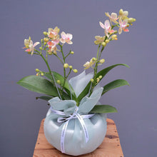 Load image into Gallery viewer, Orchid Sakura