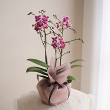 Load image into Gallery viewer, Orchid Sakura