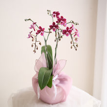 Load image into Gallery viewer, Orchid Sakura