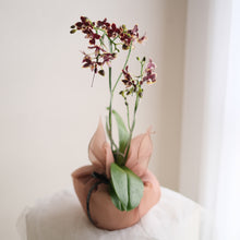 Load image into Gallery viewer, Orchid Sakura