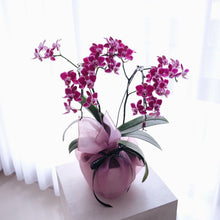 Load image into Gallery viewer, Orchid Sakura