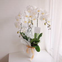 Load image into Gallery viewer, Orchid Royale