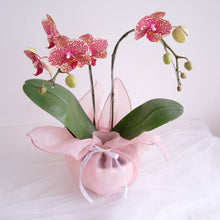 Load image into Gallery viewer, Orchid Sakura