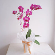 Load image into Gallery viewer, Orchid Novelty