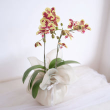 Load image into Gallery viewer, Orchid Sakura