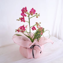 Load image into Gallery viewer, Orchid Sakura