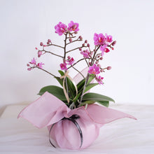 Load image into Gallery viewer, Orchid Sakura