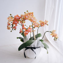 Load image into Gallery viewer, Orchid Sakura