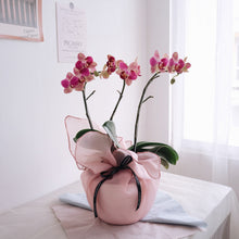 Load image into Gallery viewer, Orchid Sakura