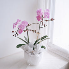 Load image into Gallery viewer, Orchid Sakura
