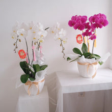 Load image into Gallery viewer, Orchid Lunar
