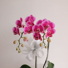 Load image into Gallery viewer, Orchid Novelty