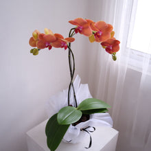 Load image into Gallery viewer, Orchid Novelty