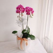 Load image into Gallery viewer, Orchid Novelty