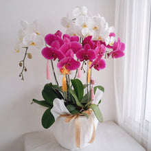 Load image into Gallery viewer, Orchid Royale