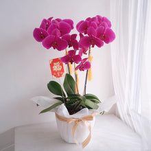 Load image into Gallery viewer, Orchid Lunar
