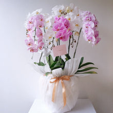 Load image into Gallery viewer, Orchid Royale