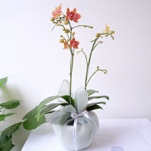 Load image into Gallery viewer, Orchid Sakura