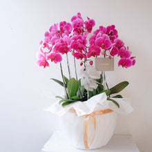 Load image into Gallery viewer, Orchid Royale