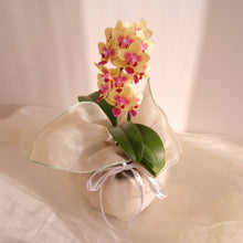 Load image into Gallery viewer, Orchid Sakura