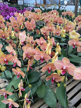 Load image into Gallery viewer, Orchid Novelty
