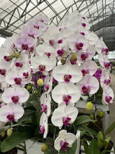 Load image into Gallery viewer, Orchid Novelty