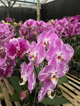 Load image into Gallery viewer, Orchid Novelty