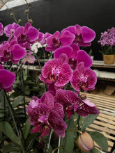 Load image into Gallery viewer, Orchid Novelty