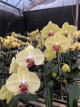 Load image into Gallery viewer, Orchid Novelty