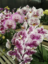Load image into Gallery viewer, Orchid Novelty