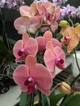 Load image into Gallery viewer, Orchid Novelty
