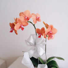 Load image into Gallery viewer, Orchid Novelty