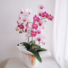 Load image into Gallery viewer, Orchid Novelty