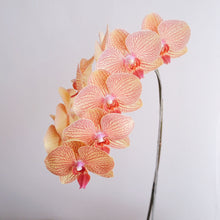Load image into Gallery viewer, Orchid Novelty