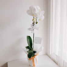 Load image into Gallery viewer, Orchid Royale