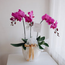 Load image into Gallery viewer, Orchid Royale