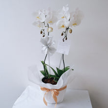 Load image into Gallery viewer, Orchid Royale