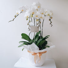 Load image into Gallery viewer, Orchid Royale