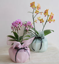 Load image into Gallery viewer, Orchid Sakura
