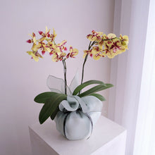 Load image into Gallery viewer, Orchid Sakura
